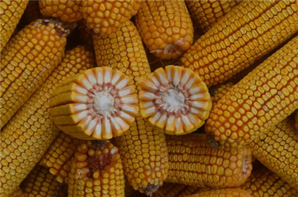 玉米粒收机械化率_玉米籽粒直收技术_截止2025年底,我国玉米收获机械化率已经突破