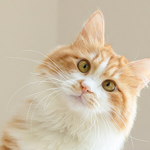 我能在上海买一栋小产权房吗?购买合法吗?_合肥连锁经营是国家做的吗_特许经营连锁业合法吗