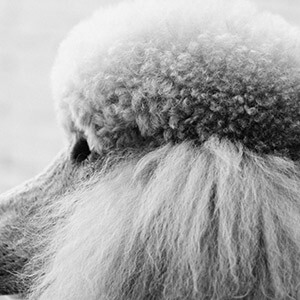 合肥连锁经营是国家做的吗_我能在上海买一栋小产权房吗?购买合法吗?_特许经营连锁业合法吗