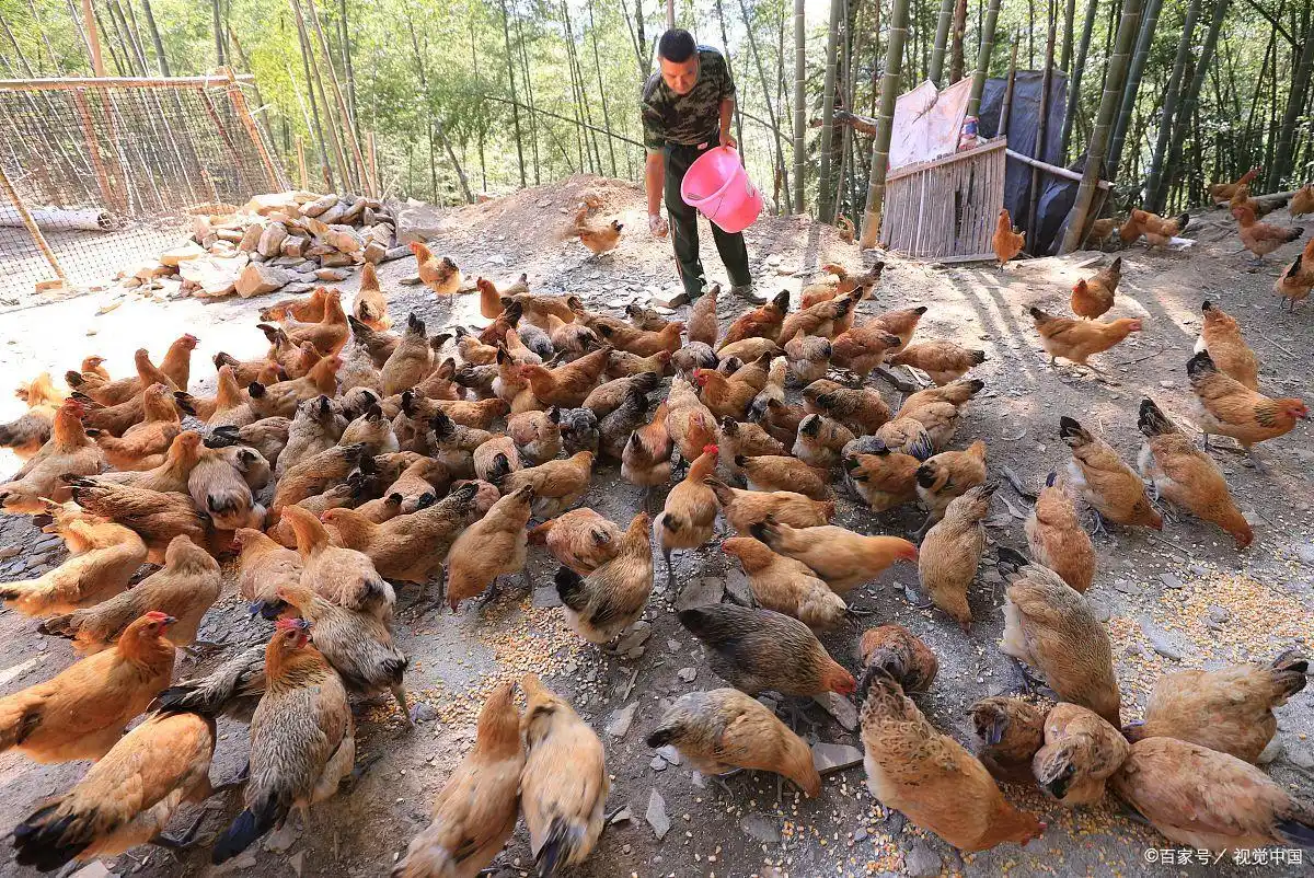 农村干啥投资小赚钱？5个闷声发财小生意