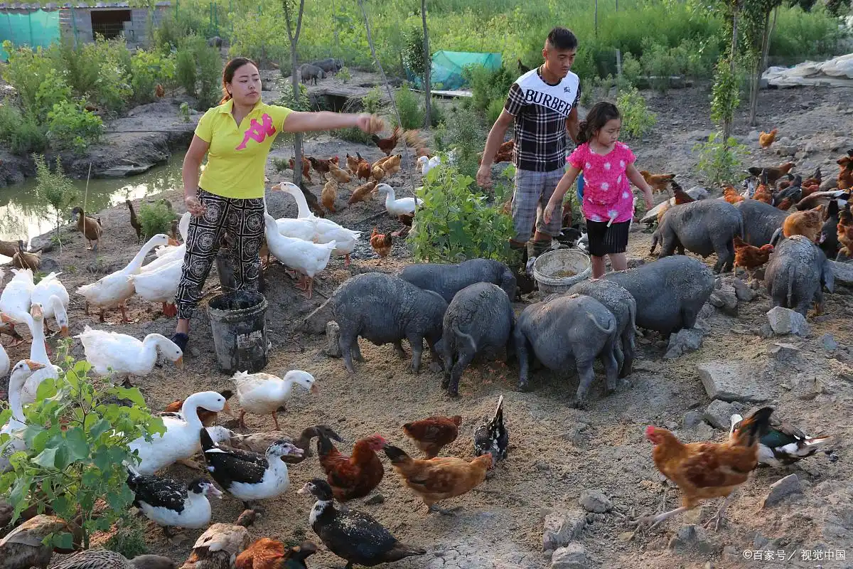 农村投资小的赚钱生意：特色养殖和生态园