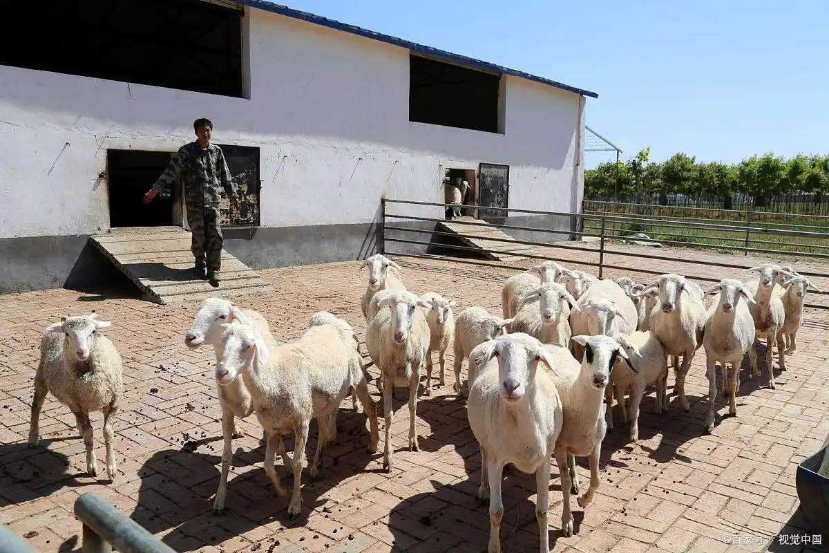 回农村干这5个小本生意，比打工赚钱