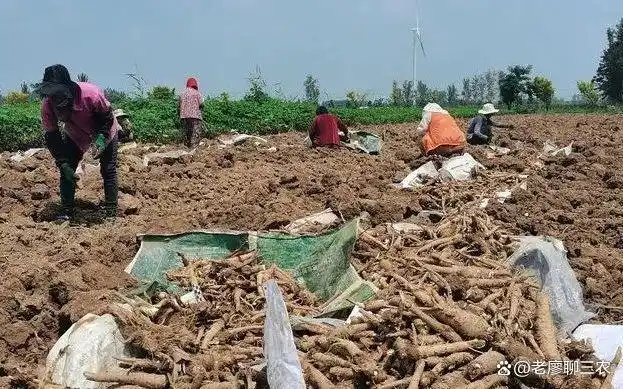 返乡创业项目_农村暴利小生意_现在在农村做什么生意赚钱投资小