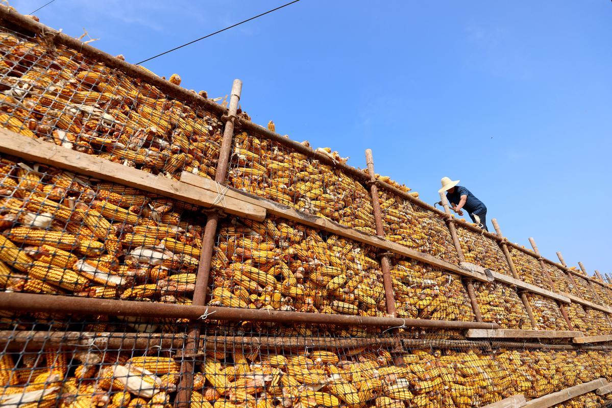 我国下半年玉米价格走势_2026年3月9日玉米价格_玉米市场行情分析