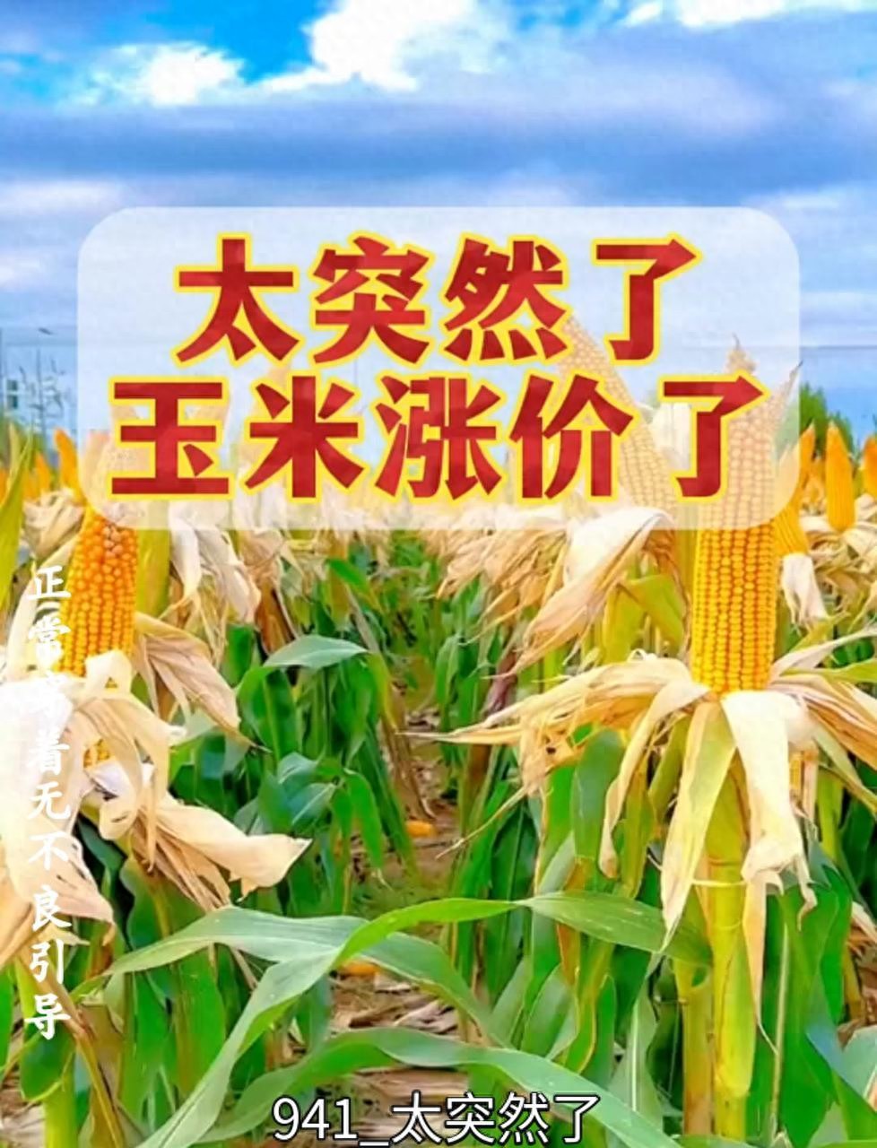 我国下半年玉米价格走势_节前玉米市场分析_2026年春节玉米价格走势