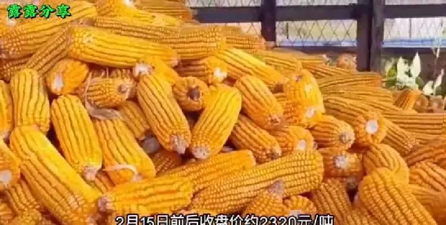 节前玉米市场分析_我国下半年玉米价格走势_2026年春节玉米价格走势