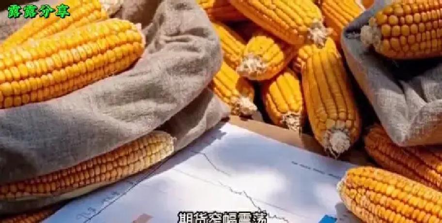 节前玉米市场分析_2026年春节玉米价格走势_我国下半年玉米价格走势