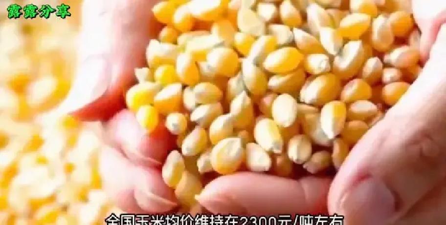 我国下半年玉米价格走势_节前玉米市场分析_2026年春节玉米价格走势