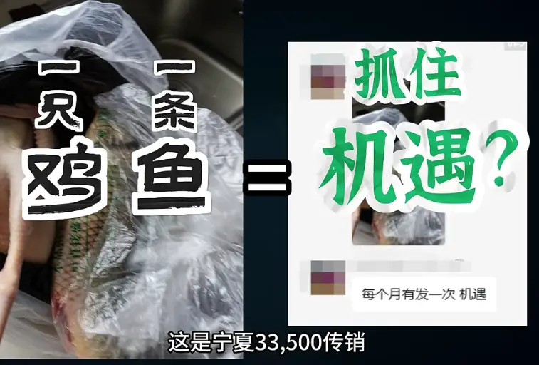 宁夏33500传销每月发鸡鱼，西部大开发返钱是骗局